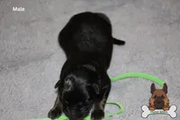 Green  (mid/long hair), a male German Shepherd Dog for sale in Chatsworth, GA – Photo 7 of 9