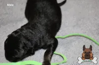 Green  (mid/long hair), a male German Shepherd Dog for sale in Chatsworth, GA – Photo 5 of 9