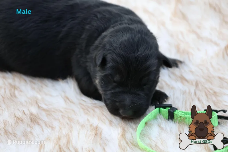 Green  (mid/long hair)