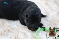 Green  (mid/long hair), a male German Shepherd Dog for sale in Chatsworth, GA – Photo 1 of 9