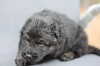 Green  (long hair), a male German Shepherd Dog for sale in Chatsworth, GA – Photo 4 of 7