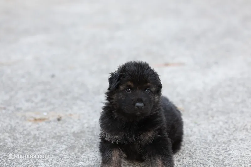 Green  (long hair) – German Shepherd Dog puppy for sale in Chatsworth, GA