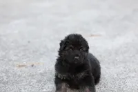 Green  (long hair), a male German Shepherd Dog for sale in Chatsworth, GA – Photo 1 of 7