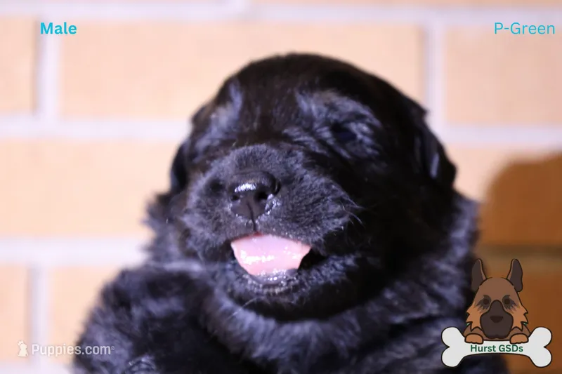 Green  (mid/long hair)