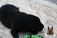 Green  (mid/long hair), a male German Shepherd Dog for sale in Chatsworth, GA – Photo 3 of 9