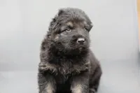 Green  (long hair), a male German Shepherd Dog for sale in Chatsworth, GA – Photo 2 of 7