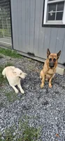 September litter, a  German Shepherd Dog for sale in Chatsworth, GA – 5 of 5