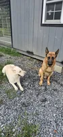 Orange collar, a female German Shepherd Dog for sale in Chatsworth, GA – 7 of 9