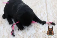 Pink (mid/long hair), a female German Shepherd Dog for sale in Chatsworth, GA – Photo 4 of 9