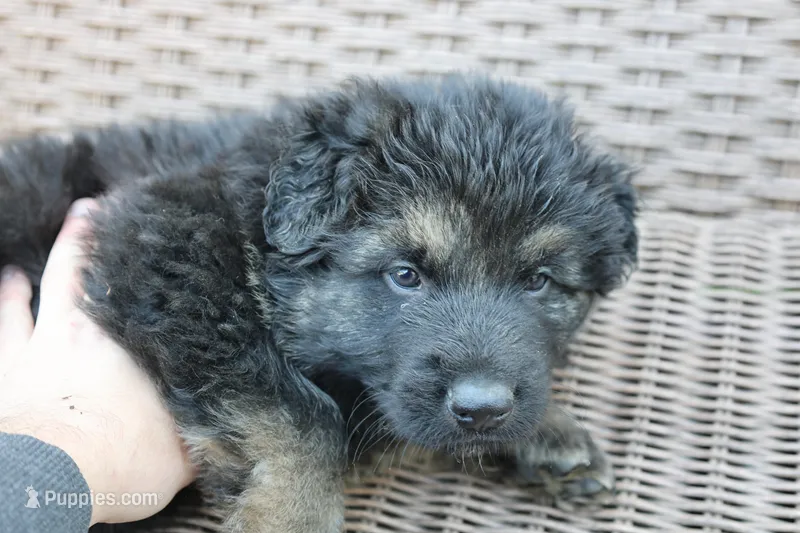 Green (long hair) – German Shepherd Dog puppy for sale in Chatsworth, GA