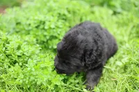 Green (long hair), a male German Shepherd Dog for sale in Chatsworth, GA – Photo 5 of 7