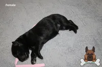 Pink (mid/long hair), a female German Shepherd Dog for sale in Chatsworth, GA – Photo 2 of 9