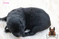 Pink (mid/long hair), a female German Shepherd Dog for sale in Chatsworth, GA – Photo 6 of 9