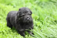 Green (long hair), a male German Shepherd Dog for sale in Chatsworth, GA – Photo 4 of 7