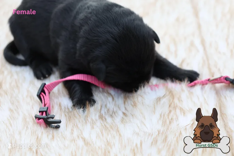 Pink (mid/long hair)