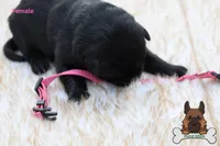 Pink (mid/long hair), a female German Shepherd Dog for sale in Chatsworth, GA – Photo 1 of 9