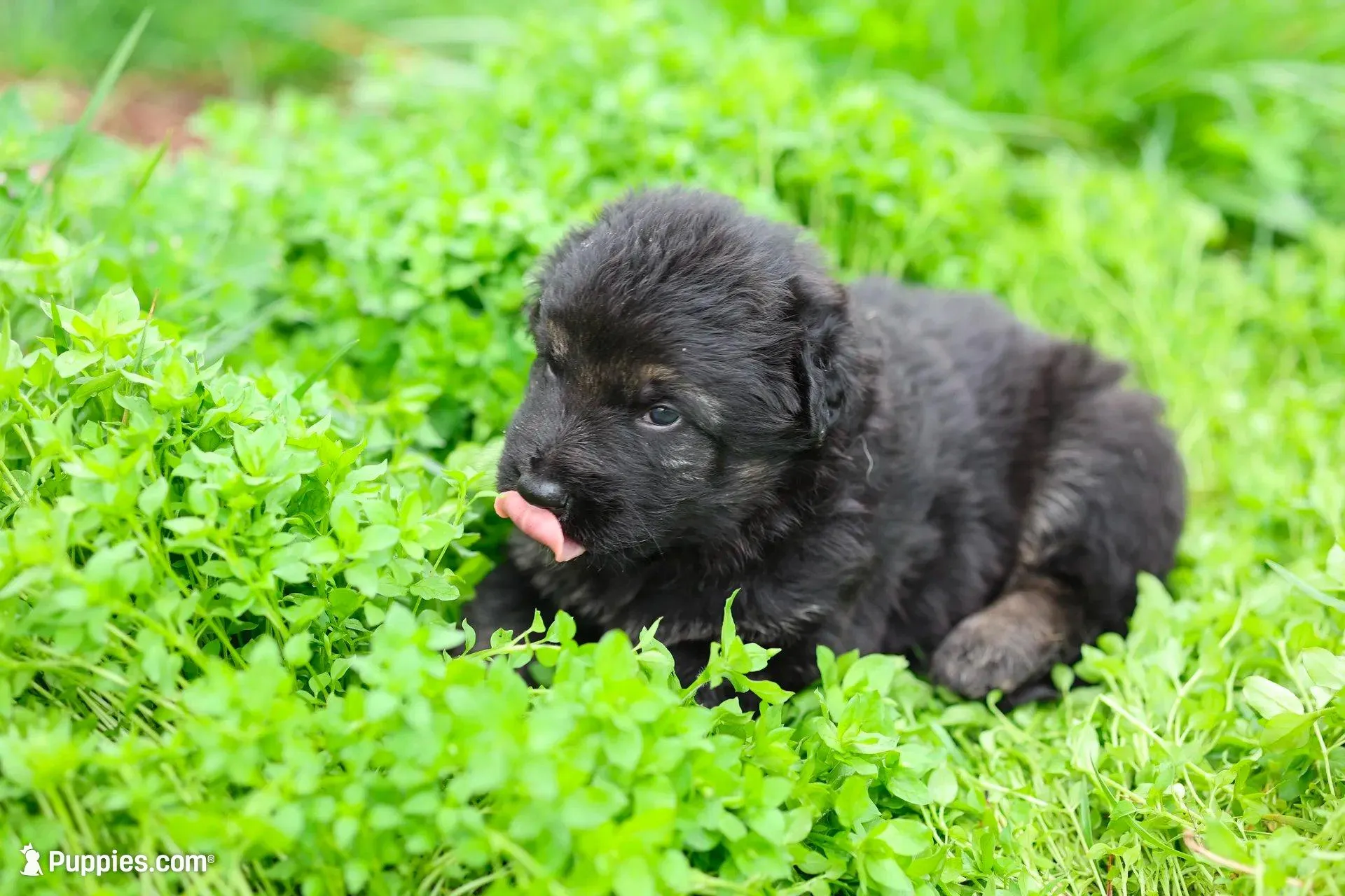 Green (long hair) – German Shepherd Dog puppy for sale in Chatsworth, GA