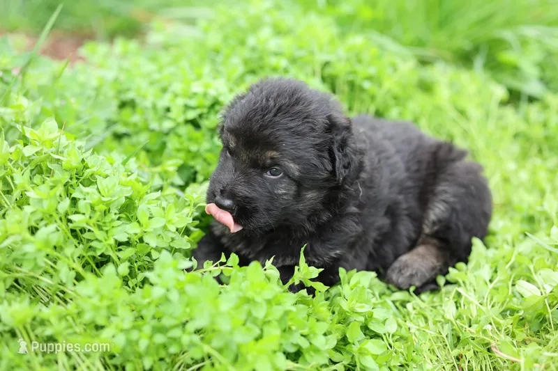 Green (long hair) – German Shepherd Dog puppy for sale in Chatsworth, GA