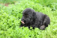 Green (long hair), a male German Shepherd Dog for sale in Chatsworth, GA – Photo 1 of 7