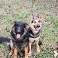 Pink (long hair), a female German Shepherd Dog for sale in Chatsworth, GA – Photo 4 of 5