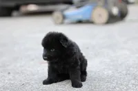 Pink (long hair), a female German Shepherd Dog for sale in Chatsworth, GA – Photo 2 of 5