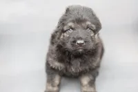 Green (long hair), a male German Shepherd Dog for sale in Chatsworth, GA – Photo 2 of 7