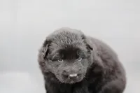 Pink (long hair), a female German Shepherd Dog for sale in Chatsworth, GA – Photo 3 of 5