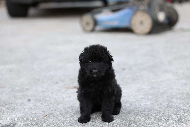 Pink (long hair) – German Shepherd Dog puppy for sale in Chatsworth, GA