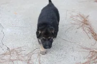 Red Collar, a female German Shepherd Dog for sale in Chatsworth, GA – 3 of 10