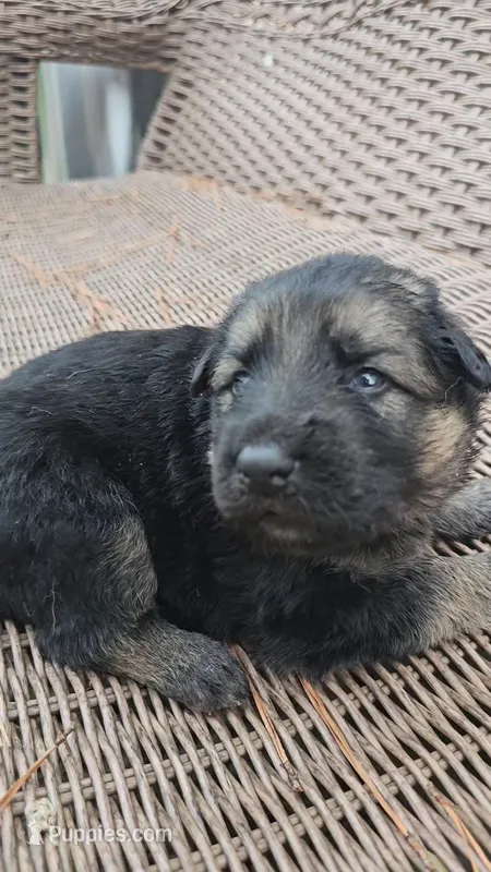 Blue  collar – German Shepherd Dog puppy for sale in Chatsworth, GA