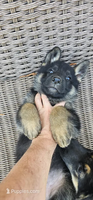 Pink  – German Shepherd Dog puppy for sale in Chatsworth, GA