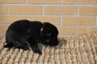 Pink , a female German Shepherd Dog for sale in Chatsworth, GA – Photo 3 of 10