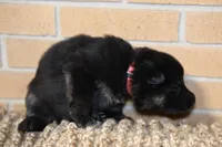 Pink , a female German Shepherd Dog for sale in Chatsworth, GA – Photo 5 of 10