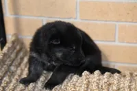 Pink , a female German Shepherd Dog for sale in Chatsworth, GA – Photo 4 of 10