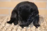 Pink , a female German Shepherd Dog for sale in Chatsworth, GA – Photo 2 of 10