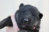 Pink , a female German Shepherd Dog for sale in Chatsworth, GA – Photo 8 of 10