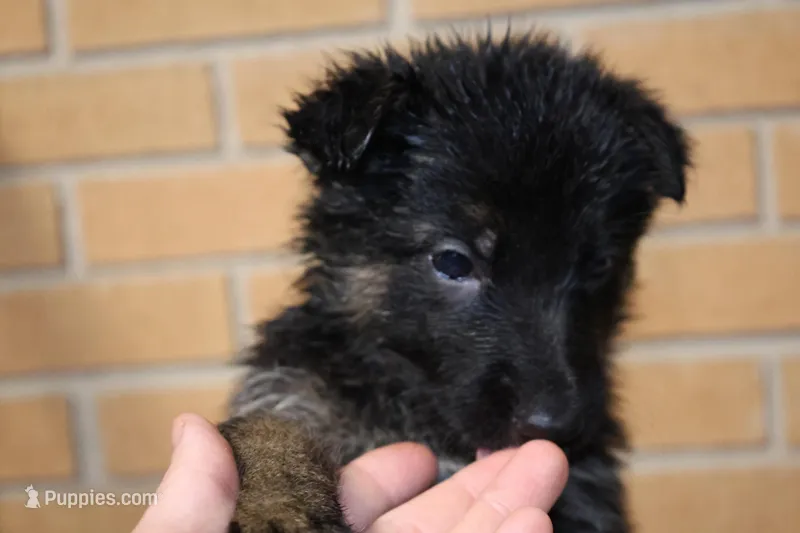 Pink  – German Shepherd Dog puppy for sale in Chatsworth, GA