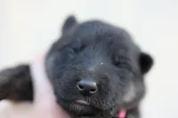 Pink , a female German Shepherd Dog for sale in Chatsworth, GA – Photo 2 of 8