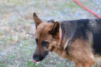Pink , a female German Shepherd Dog for sale in Chatsworth, GA – Photo 8 of 8