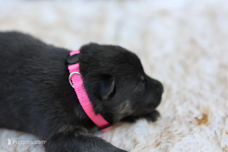 Pink  – German Shepherd Dog puppy for sale in Chatsworth, GA