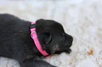 Pink , a female German Shepherd Dog for sale in Chatsworth, GA – Photo 1 of 8