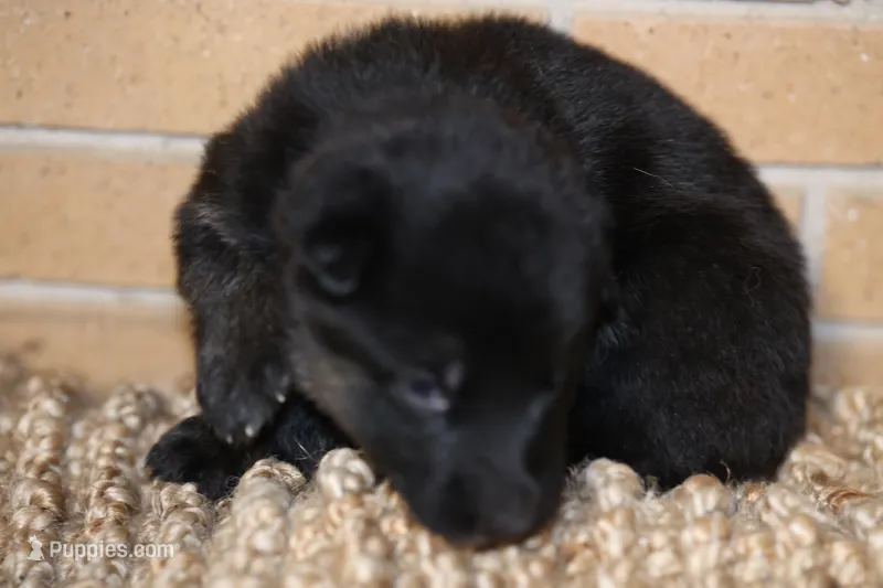 Pink  – German Shepherd Dog puppy for sale in Chatsworth, GA