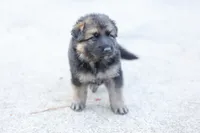 Blue  collar, a female German Shepherd Dog for sale in Chatsworth, GA – 5 of 9