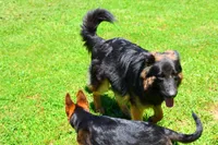 August  litter, a  German Shepherd Dog for sale in Chatsworth, GA – 2 of 6