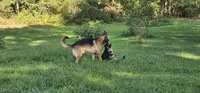 Future litter  October 20th.  AKC, a  German Shepherd Dog for sale in Chatsworth, GA – 6 of 8