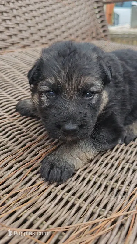Green collar – German Shepherd Dog puppy for sale in Chatsworth, GA