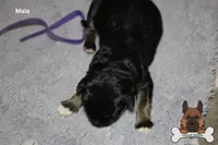 Purple (mid/long hair), a male German Shepherd Dog for sale in Chatsworth, GA – Photo 3 of 8