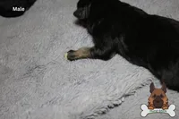 Purple (mid/long hair), a male German Shepherd Dog for sale in Chatsworth, GA – Photo 6 of 8