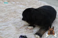 Purple (mid/long hair), a male German Shepherd Dog for sale in Chatsworth, GA – Photo 2 of 8