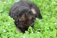 Purple (mid/long hair), a male German Shepherd Dog for sale in Chatsworth, GA – Photo 2 of 8